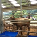 장생사슴농장 이미지