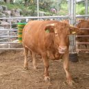 람세스한우농장 이미지