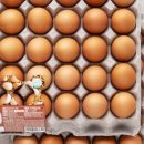 딜리조이 이미지