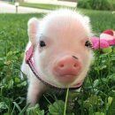 예쁜돼지 이미지