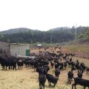 칠량농장 이미지