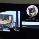 PET15어3378 | 세이펫 고양이 창문 해먹 추천 안전한 소프트텍스 창문캣타워 내돈내산 후기