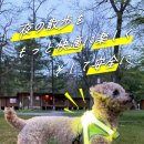 라이트 하운드 이미지