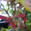 행복을주는나무 이미지