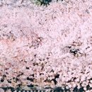 벚꽃·유채꽃·산수유꽃 반기는 경북 봄 여행지 23선 이미지
