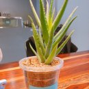 쿠지커피(COOGEE COFFEE)