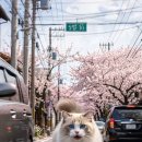 꽃보다강아지 이미지