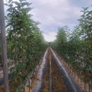 성보농원 이미지