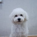 블링펫샬롱