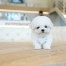 부산애견호텔 강아지유치원 펫퍼센트&코모네하우스 이미지