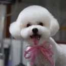 루이펫살롱 이미지