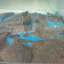 괭이바다 이미지