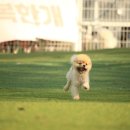 할리우독 이미지