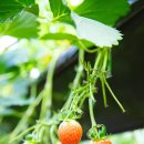 나리농장 | 울산 경주 근교 딸기농장 나리팜 딸기 체험 예약방법 재방문 후기