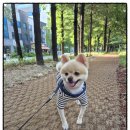 쿨펫동물병원(탄방점) 이미지