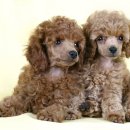 곱슬강아지 이미지