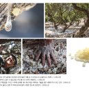 [문화재사랑] 눈물을 흘리는 나무 - 히오스 섬의 유향 수액 재배법 이미지