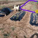 진호농장 이미지