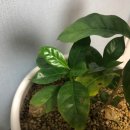 커피나무 이미지