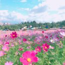 해바라기사진관 - 평택시 세교로 47 | 해바라기사진관