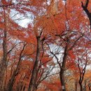 전주 건지산의 단풍(2024. 12. 3.) 이미지