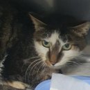 용인센트럴동물병원 | 용인 최고 동물병원. 24시 쓰담쓰담 치료후기