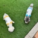 용인 <컨츄리독 힐링파크> 바베큐 체험 후기 | 강아지랑 갈만한 곳 추천🐾