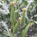 화강농장 이미지