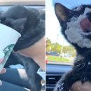 캣푸치노 이미지