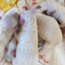 숭구리댕댕 이미지