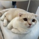 701아를고양이카페(cat in the art) 이미지