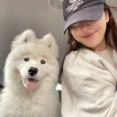 미자애견 네이버블로그