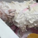 사랑할개 | 양평대형견목욕 고민 끝! 출장으로 편하게 받은 사랑할개 프리미엄 케어 후기