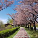 송광사&벚꽃길 | 송광사벚꽃길 여행 후기: 아름다운 봄날의 힐링 스팟