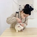 파주고양이 미용실 이미지