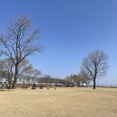 송이애견 이미지