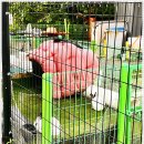 딩동댕애견스파풀빌라 이미지