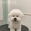 아스타펫살롱 이미지