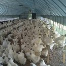 백봉오골계 부성농원 이미지