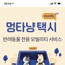 멍타냥 이미지
