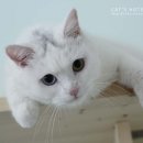 우다닥 고양이호텔 이미지