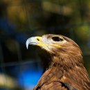 스타돈가스 이미지