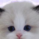 창원고양이분양 퍼스트캣 창원점 이미지