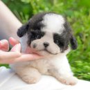 미유펫 강아지분양 고양이분양 김포점 이미지