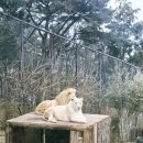 쭈쭈농장 | 새해 첫 주말 , 아이들과 대구 동물원 [ 네이처파크 ]