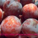 동희농원 이미지