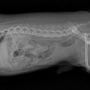 레오메디칼 이미지