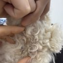 어썸펫 동물병원 이미지