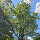 예밀촌길 이미지