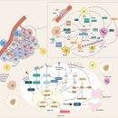 EGFR exon 20 insertion (ex20ins) 변이가 있는 진행성 비소세포폐암(NSCLC) 이미지